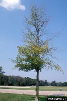 EAB Infected Ash Tree